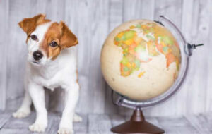 Top-10-Pet-friendly